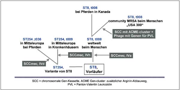 Antibiotika Monitor 4 08 Staphylokokkeninfektionen
